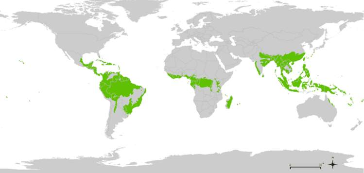 Peta Bioma Hutan Hujan Tropis